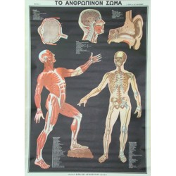 Το Ανθρώπινο Σώμα Α