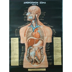 Πεπτικό - Αναπνευστικό Σύστημα