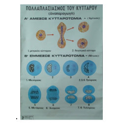 Πολλαπλασιασμός Κυττάρου