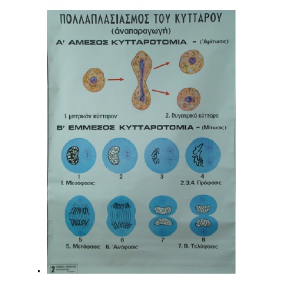 Πολλαπλασιασμός Κυττάρου Πολλαπλασιασμός Κυττάρου