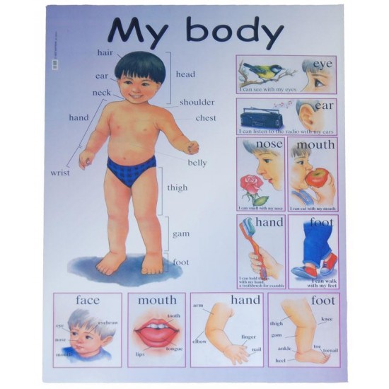 Next εκπαιδευτική αφίσα "Το σώμα μου" Αγγλικά 50x70εκ. Next εκπαιδευτική αφίσα "Το σώμα μου" Αγγλικά 50x70εκ.